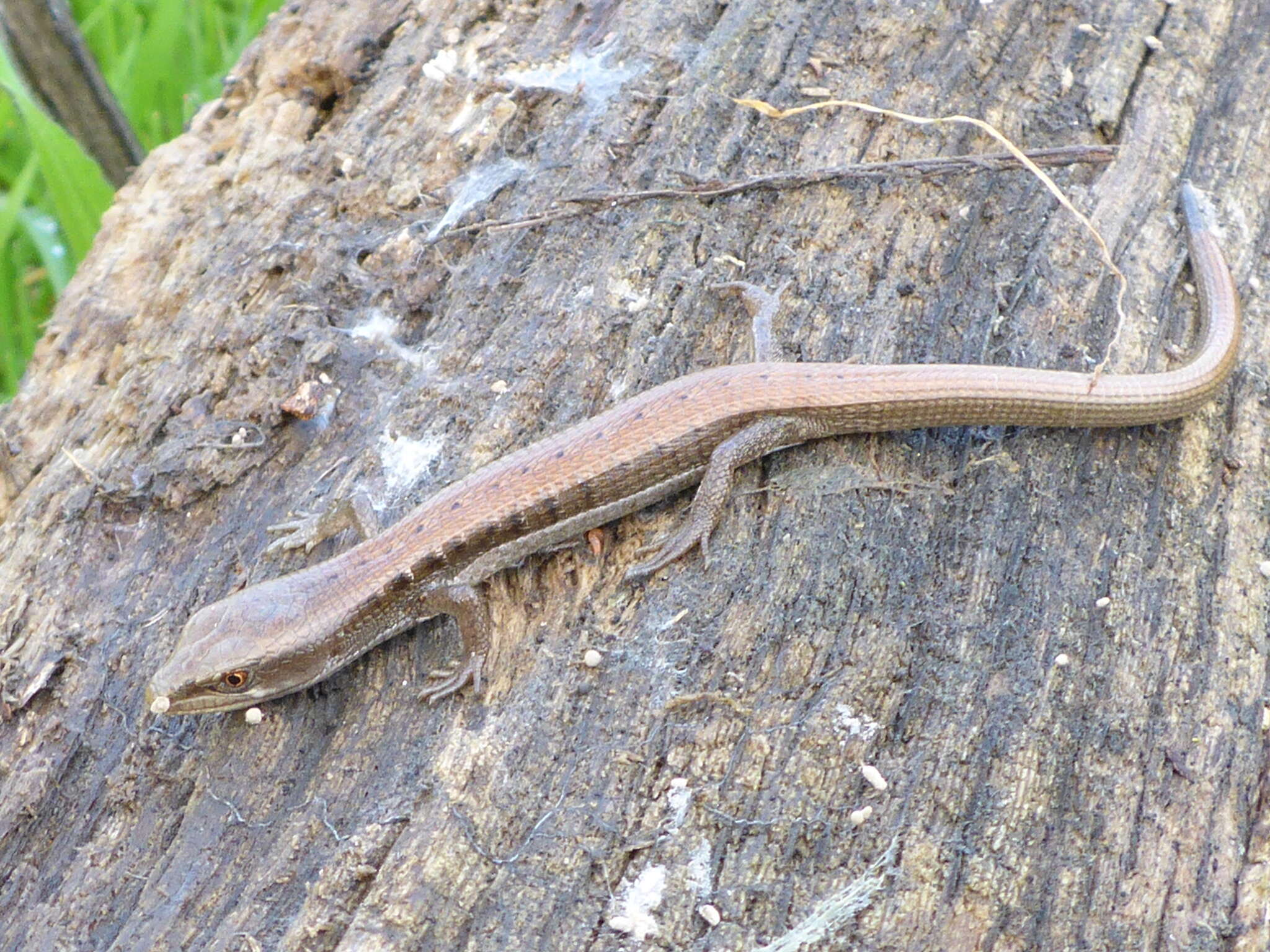 Image of Elgaria multicarinata multicarinata (Blainville 1835)