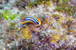 Image de Chromodoris celinae Tibiriçá, Pola, Ortigosa & Cervera 2020