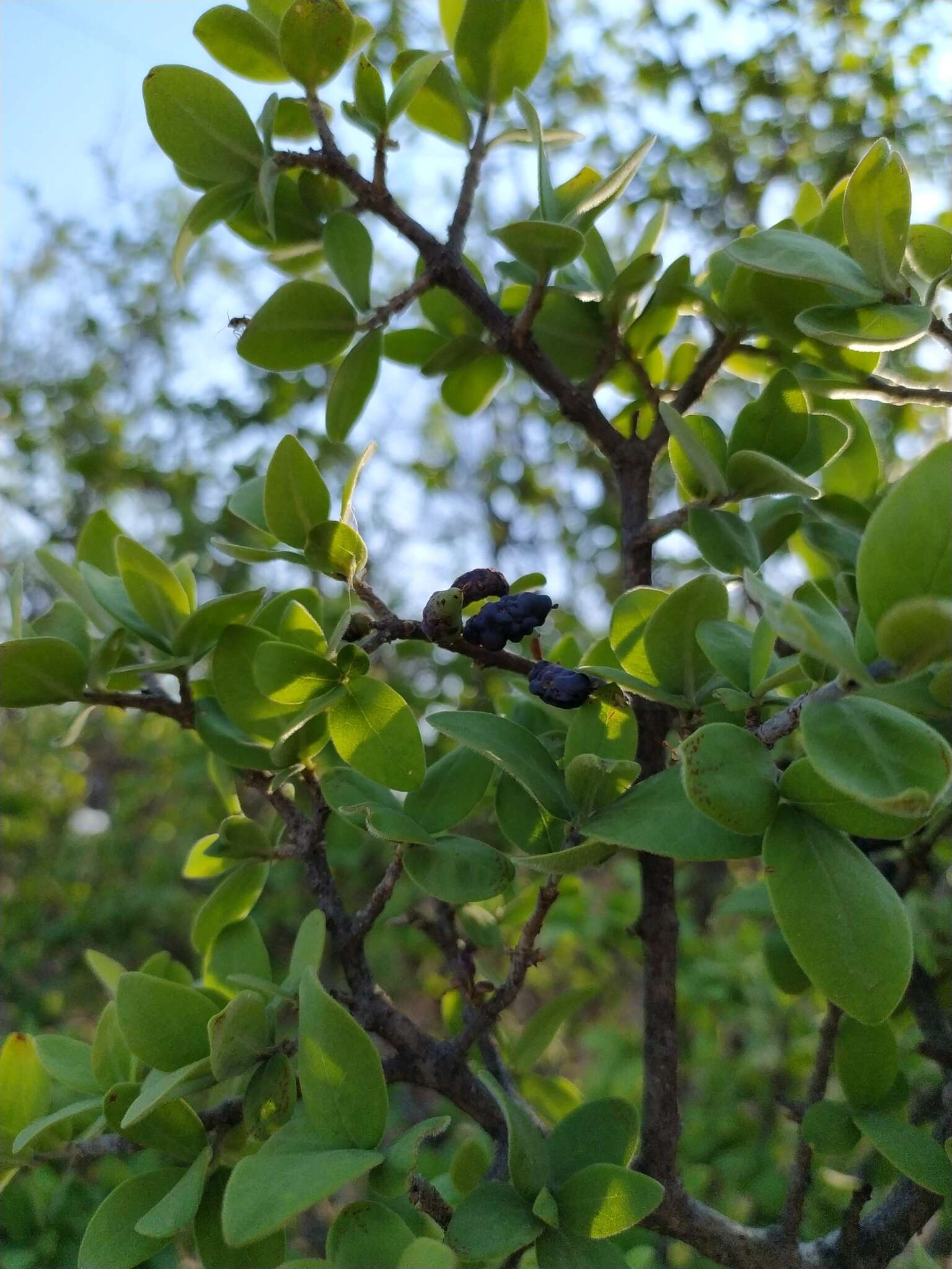 Forestiera tomentosa S. Watson的圖片