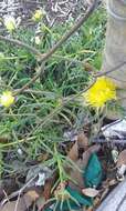 Image of narrow-leaved iceplant