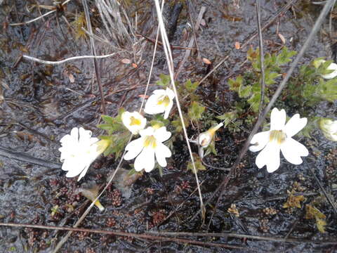 Image of Euphrasia townsonii Petrie