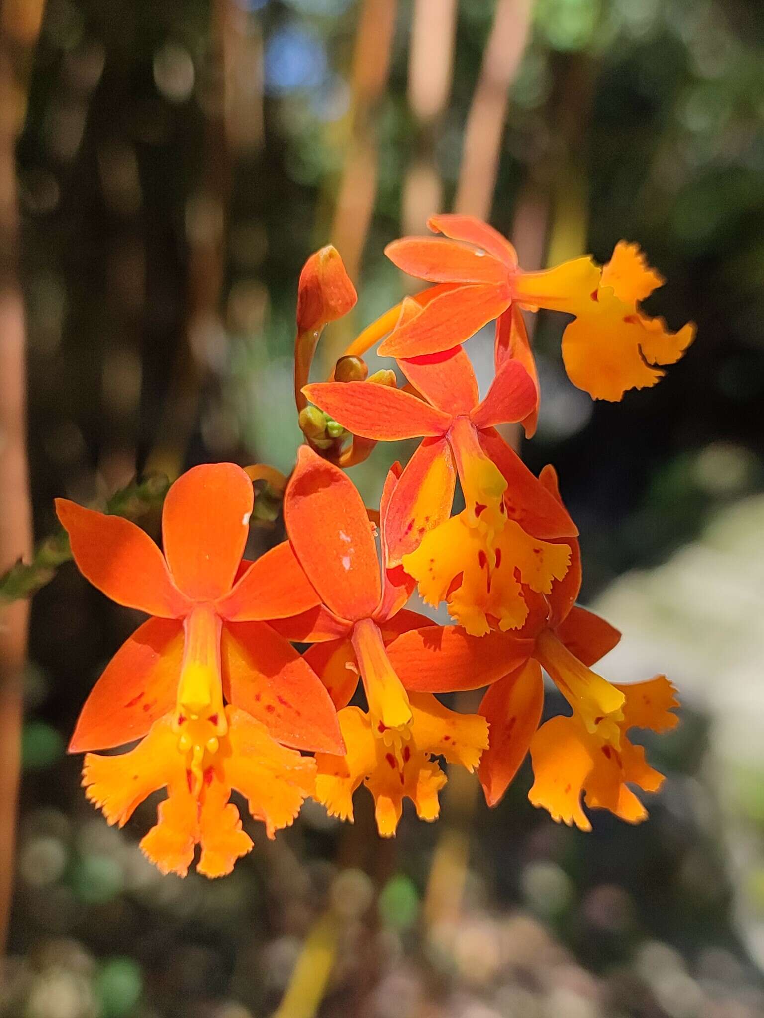 Sivun Epidendrum ibaguense Kunth kuva