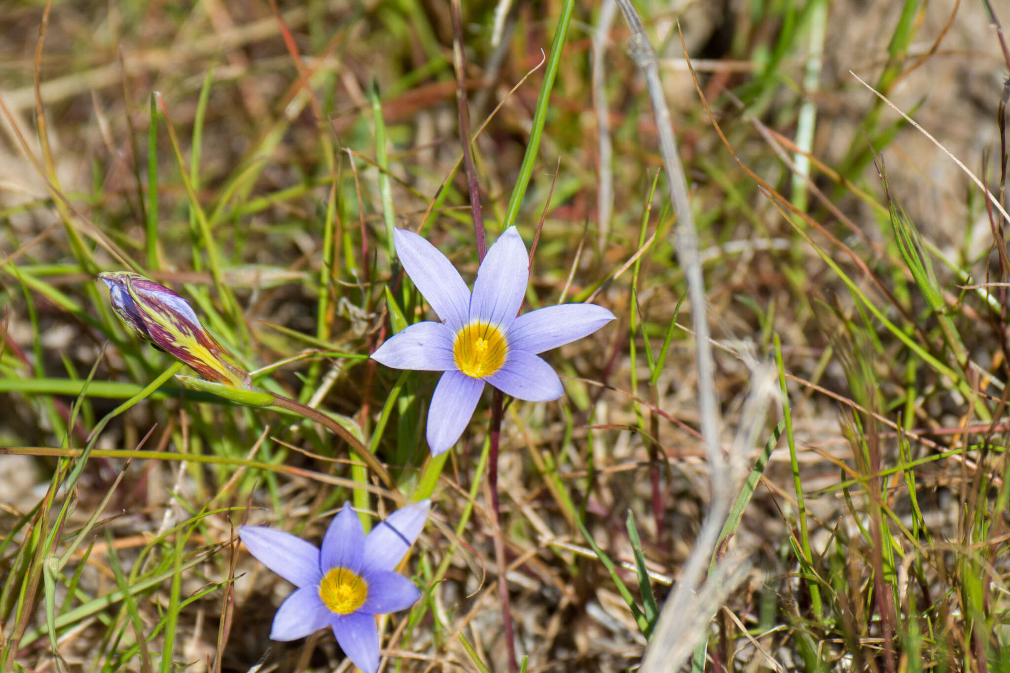 Romulea tabularis Eckl. ex Bég.的圖片