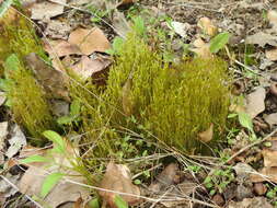 Image of pale ditrichum moss
