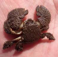 Image of Hairy stone crab