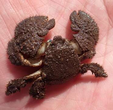 Image of hairy stone crabs