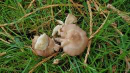 Calocybe carnea (Bull.) Donk resmi