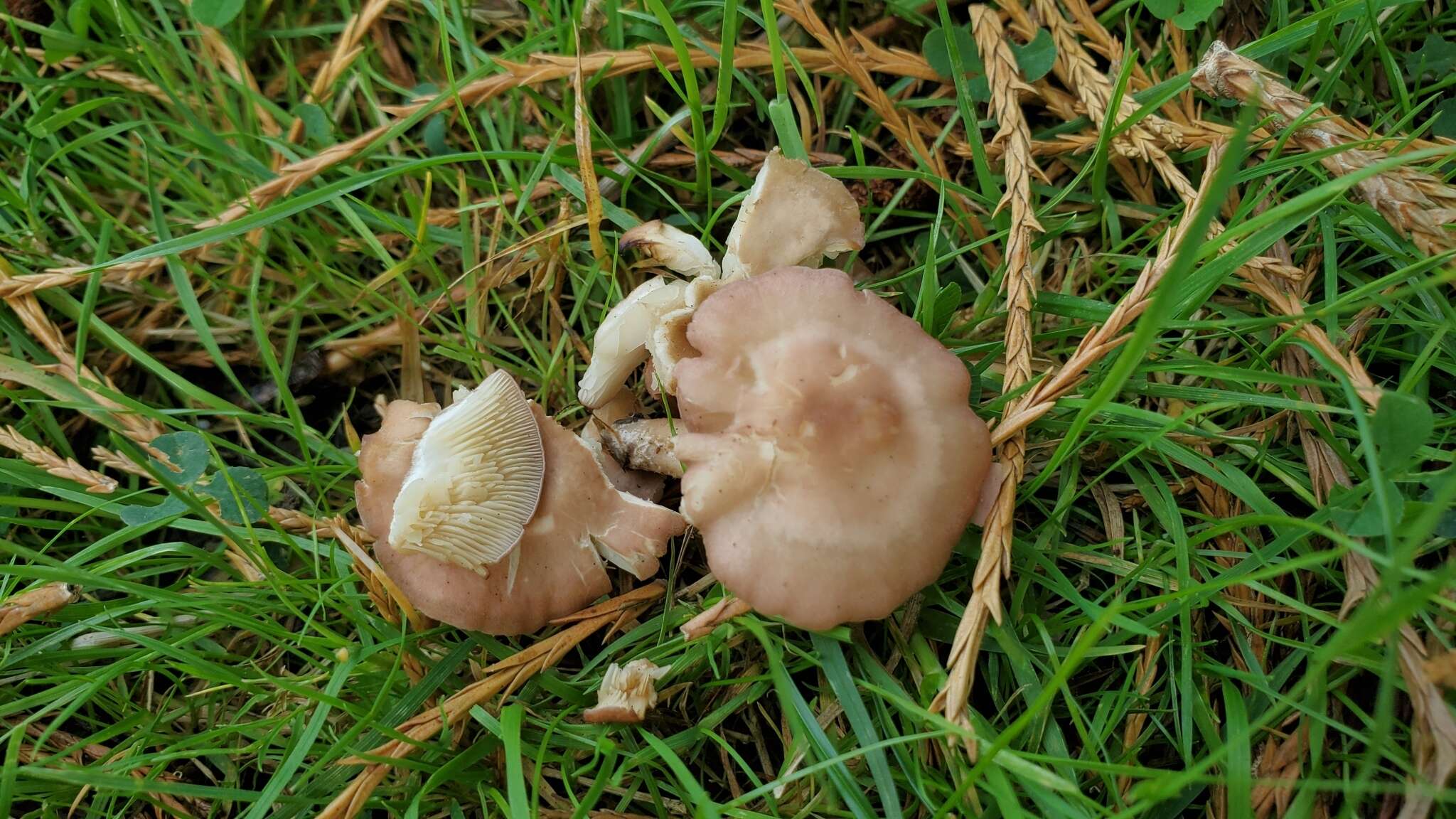 Image of Calocybe carnea (Bull.) Donk