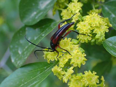 Pedostrangalia (Neosphenalia) emmipoda (Mulsant 1863) resmi