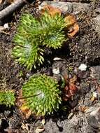 Image of Stylidium soboliferum F. Müll.