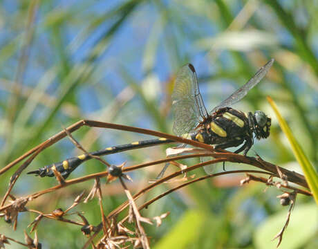 Image of <i>Ictinogomphus decoratus melaenops</i>