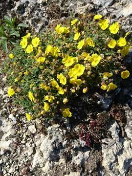 Image of Potentilla incana Gaertn. Mey. & Scherb.