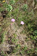 Image of Dianthus caucaseus Sims