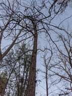 Image of shellbark hickory