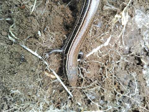 Image of Cope's Skink