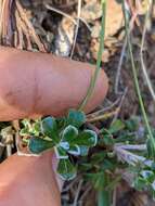 Image de Antennaria suffrutescens Greene