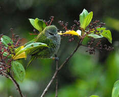 صورة Ixothraupis punctata (Linnaeus 1766)