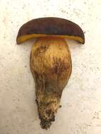 Image of Aureoboletus innixus (Frost) Halling, A. R. Bessette & Bessette 2015