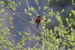 Image of White-throated Redstart