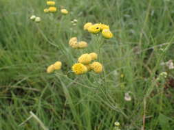 Plancia ëd Nidorella pinnata (L. fil.) J. C. Manning & Goldblatt