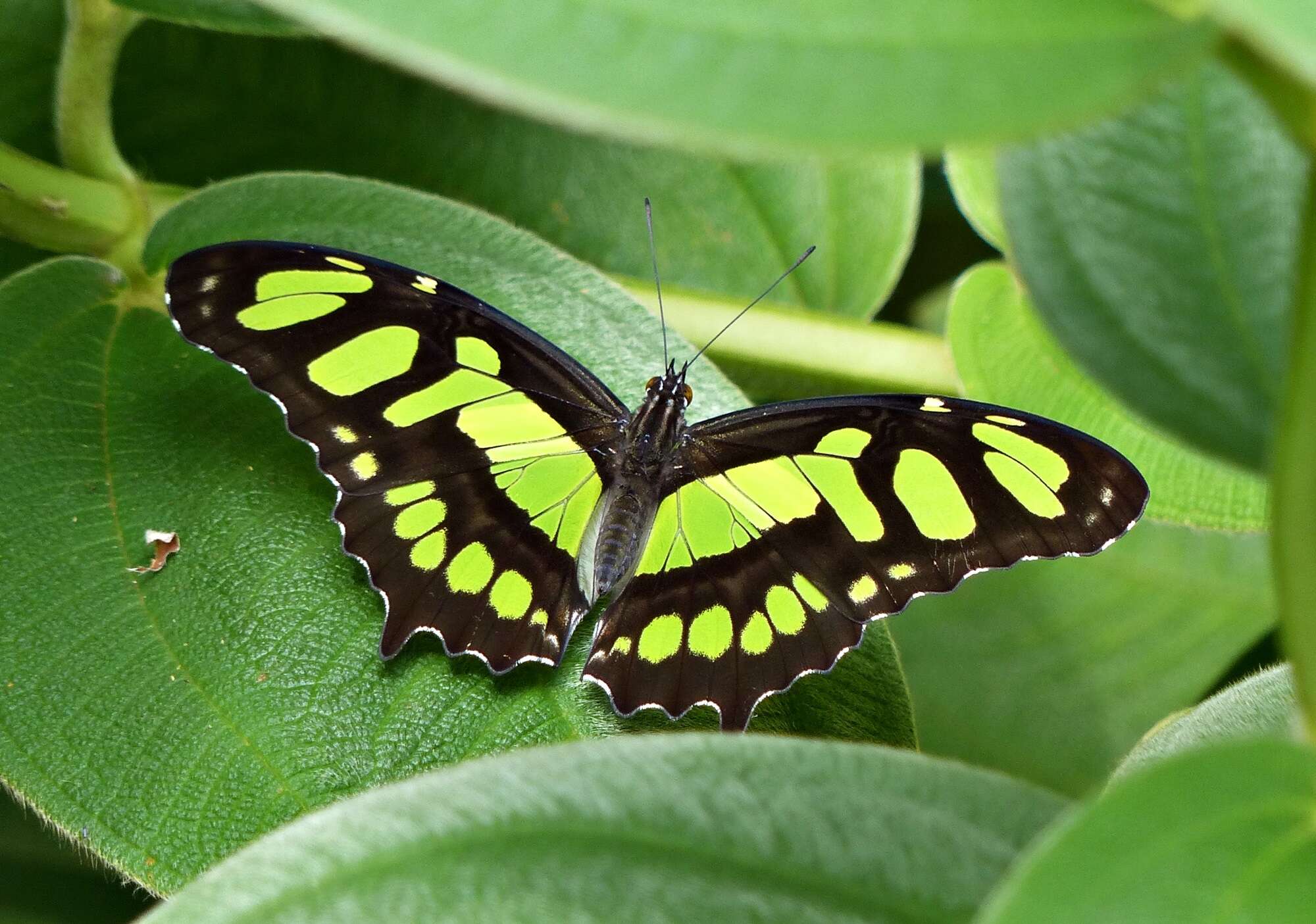 Imagem de Siproeta stelenes meridionalis (Fruhstorfer 1909)