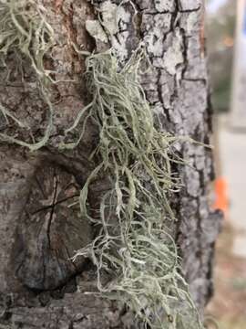 Image of cartilage lichen