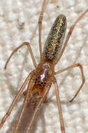 Image of Silver Longjawed Orbweaver