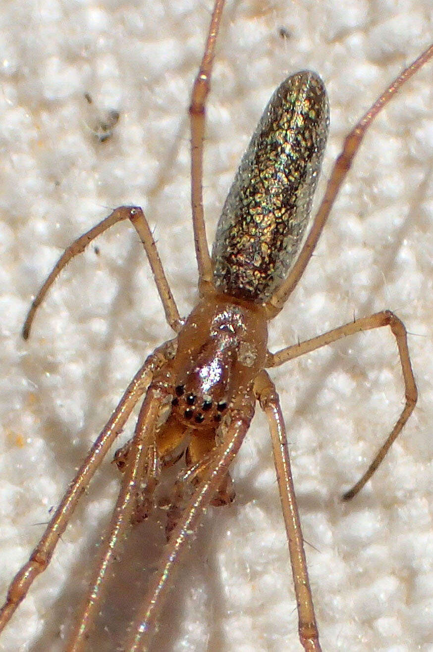 Image of Silver Longjawed Orbweaver