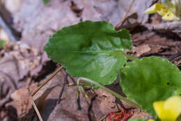 Image of roundleaf yellow violet