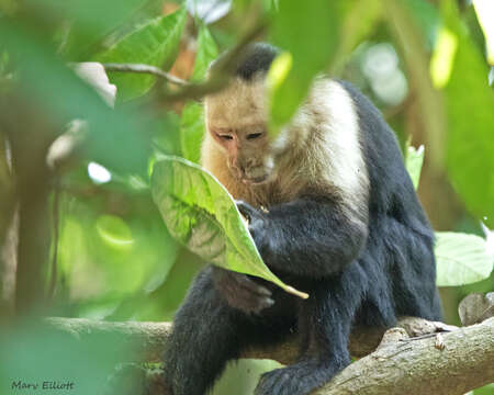 Image of Panama capuchin monkey