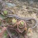 Image of Karoo Plated Lizard