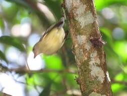 Image of White-fronted Tyrannulet