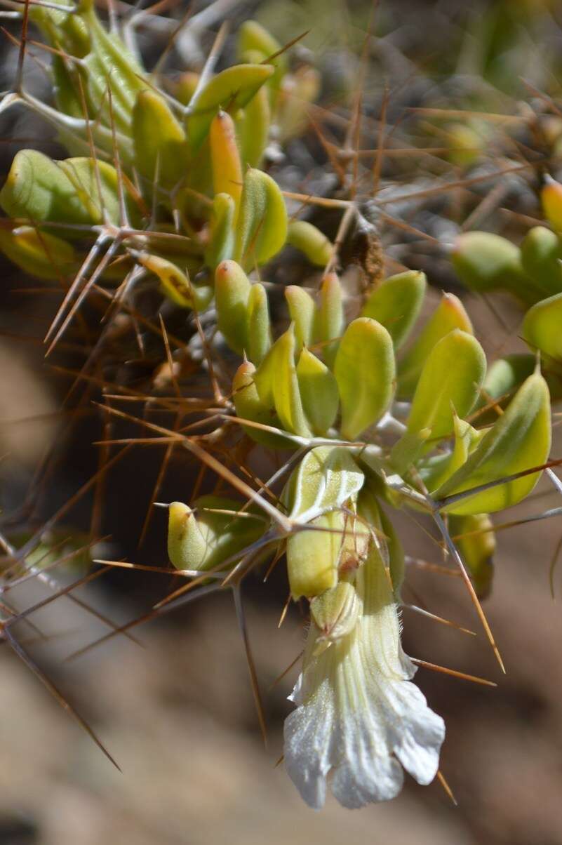 Blepharis furcata (L. fil.) Pers. resmi