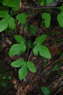 Image of Laserpitium krapfii subsp. gaudinii (Moretti) Thell.