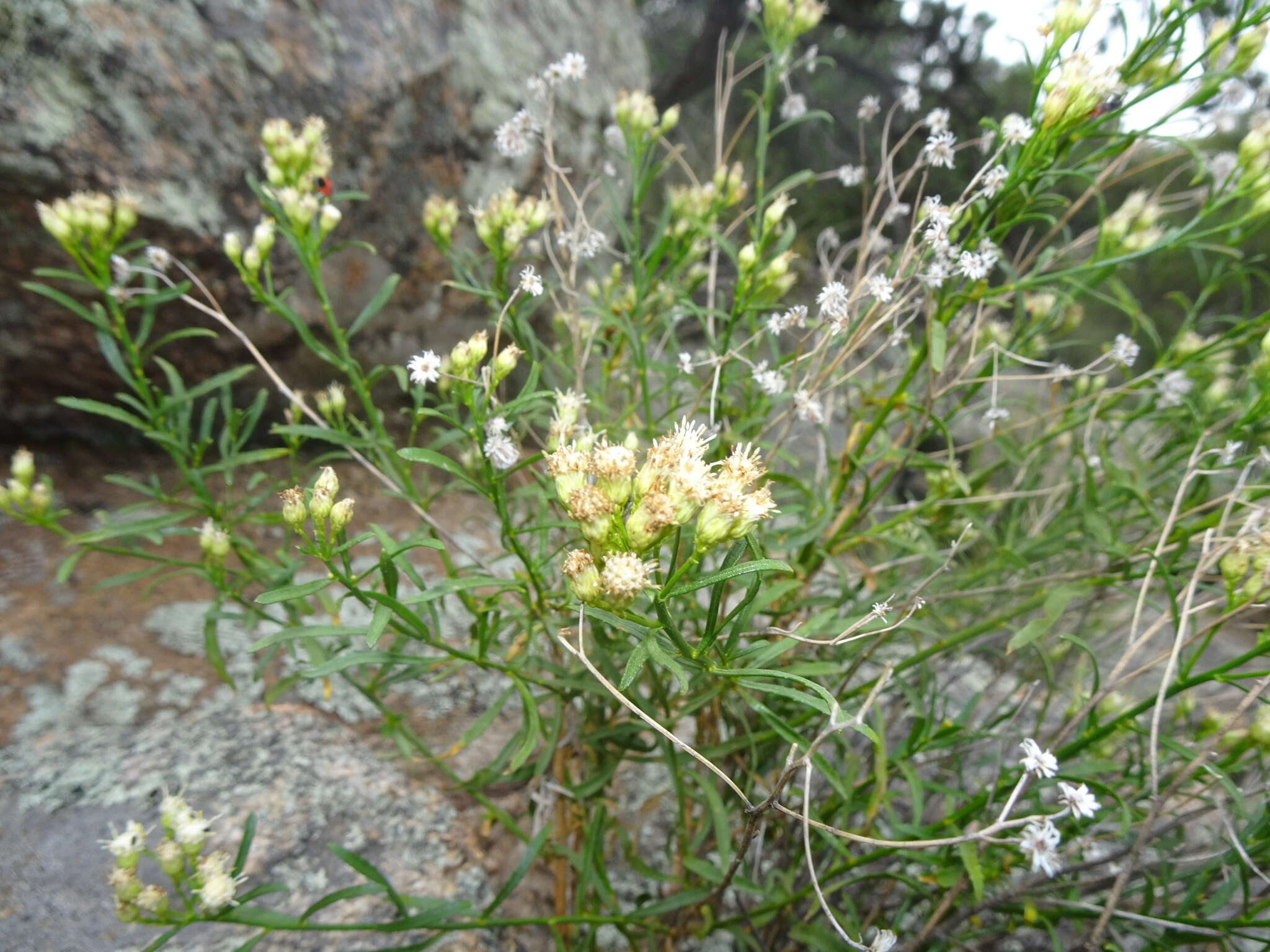 صورة Baccharis thesioides Kunth