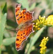 Image of Eastern Comma