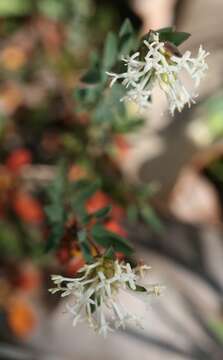 صورة Pimelea angustifolia R. Br.