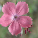 Image of Dianthus biflorus Sm.