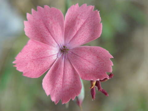 Plancia ëd Dianthus biflorus Sm.