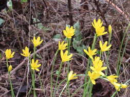 Image of Narcissus cavanillesii Barra & G. López