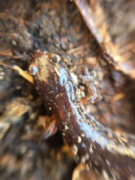 Image of Plethodon ventralis Highton 1997