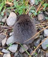 Image of Heather vole