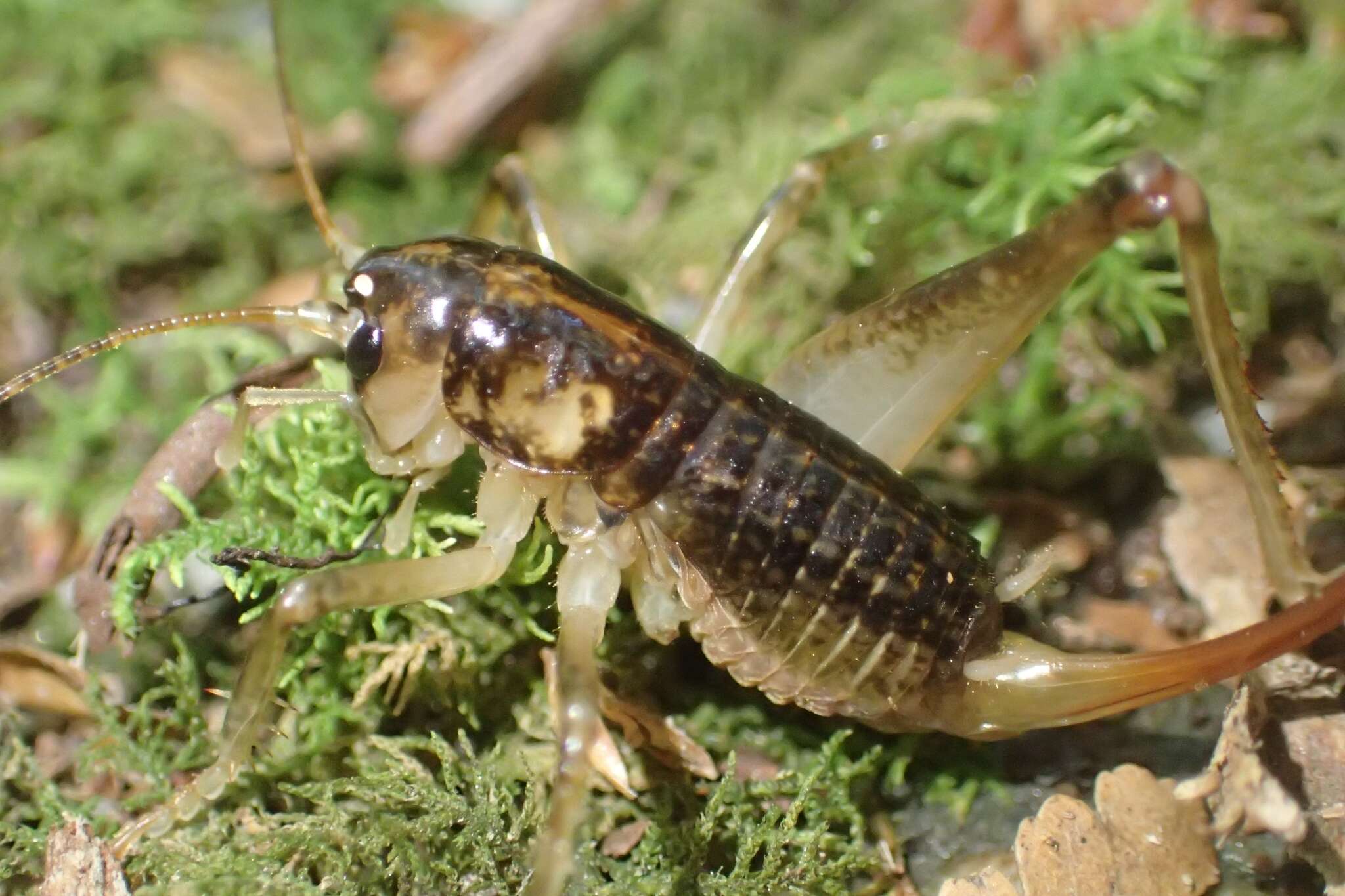 Image of Hemiandrus maculifrons (Walker & F. 1869)