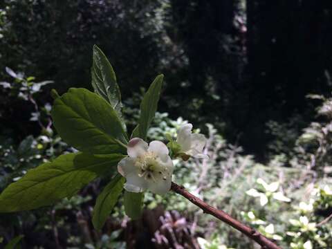 Image of Cascade Azalea