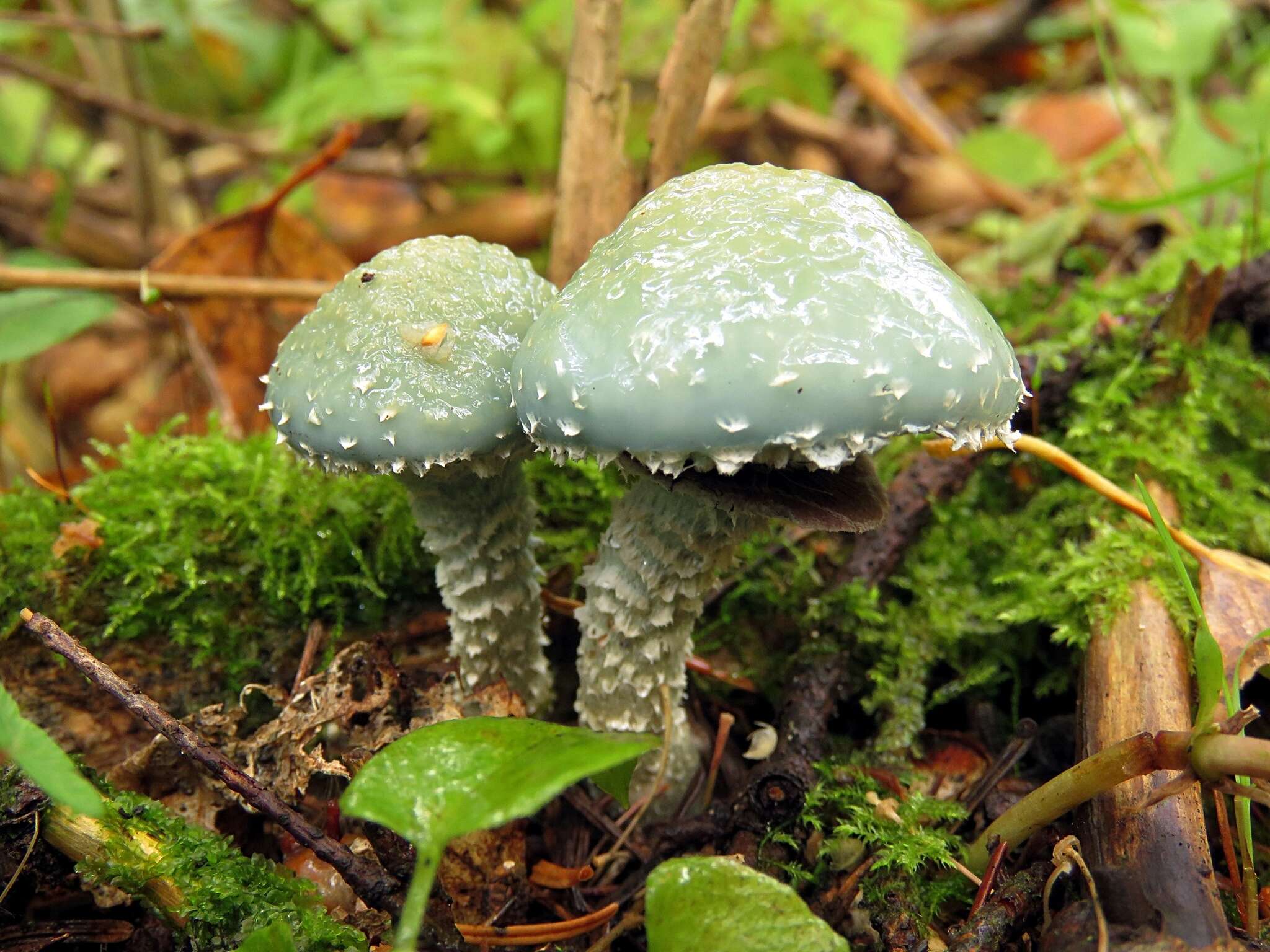 Image of Stropharia aeruginosa (Curtis) Quél. 1872