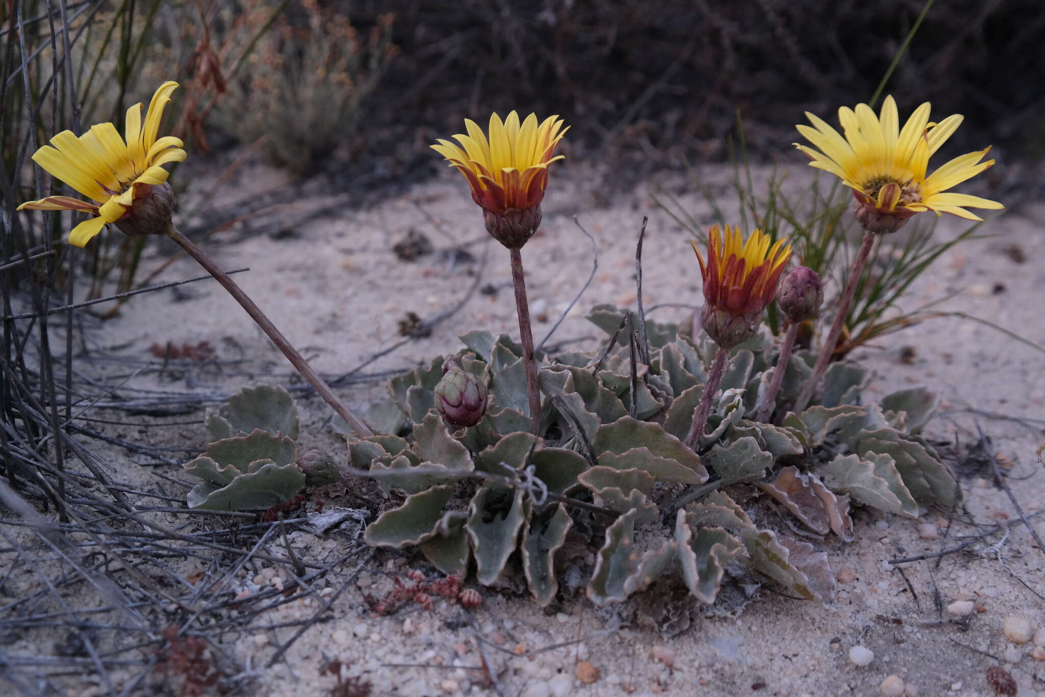 Image de Arctotis verbascifolia Harv.