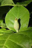 Image of Grevea madagascariensis Baill.