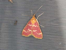 Image of Raspberry Pyrausta