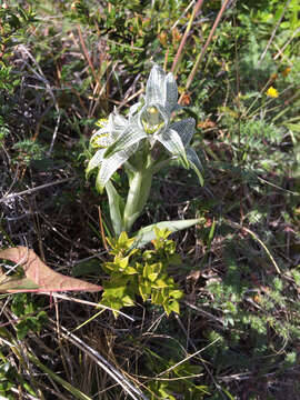 Plancia ëd Chloraea magellanica Hook. fil.