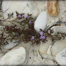 Limonium scabrum var. scabrum resmi